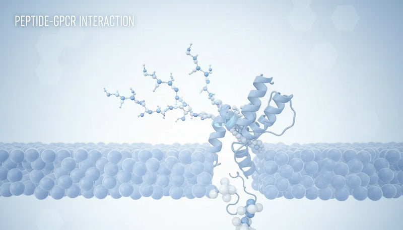 Scientific illustration showing peptide molecules binding to cellular receptors in peptide therapy research