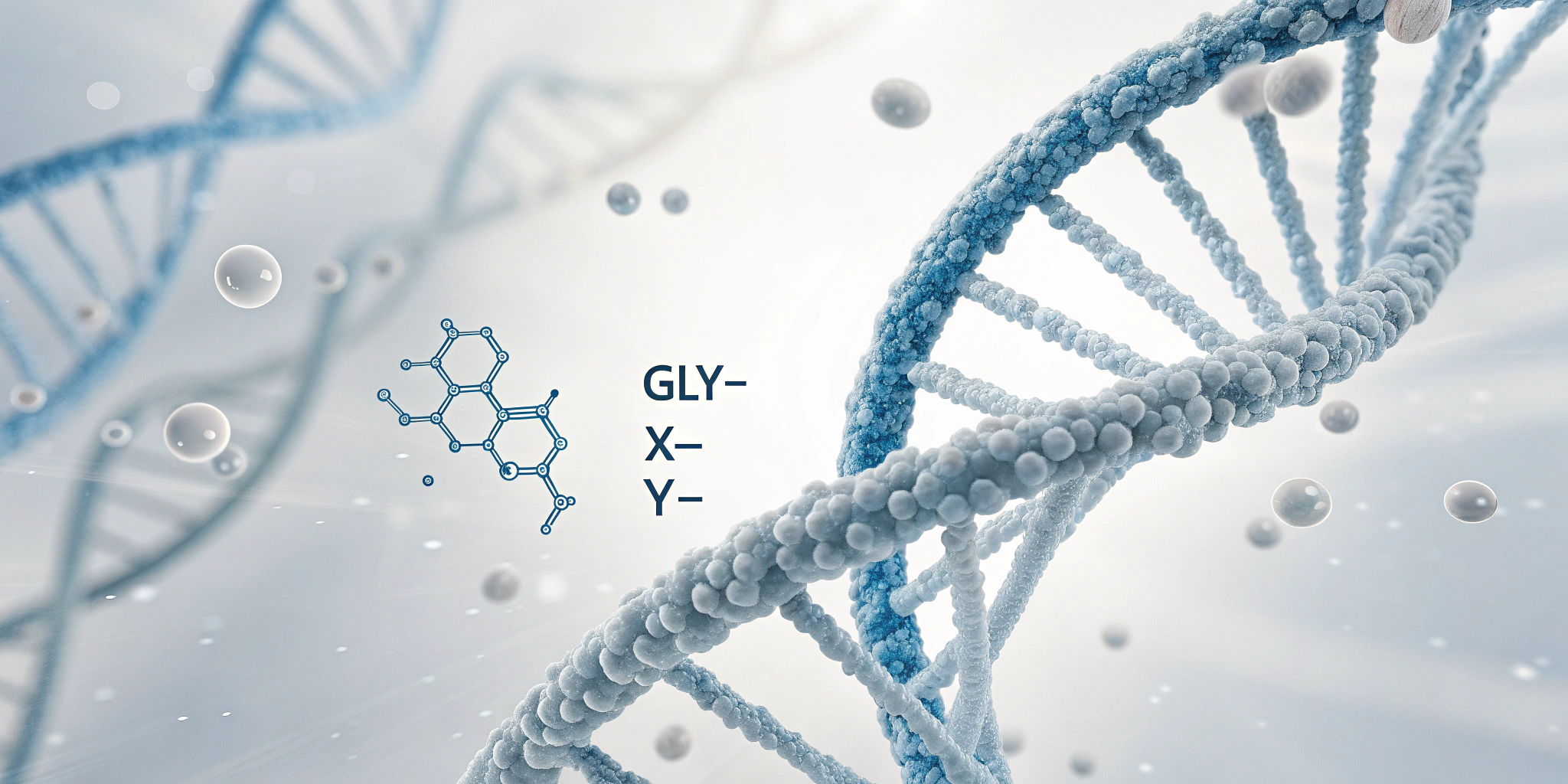 Scientific diagram of collagen triple helix being enzymatically hydrolyzed into low-molecular-weight collagen peptides for in vitro research.