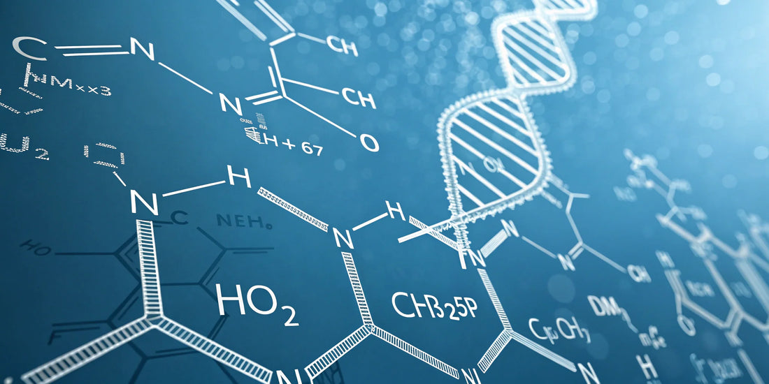 Diagram illustrating signal peptides such as GHK-Cu binding to fibroblast receptors and activating ECM-related pathways in vitro.