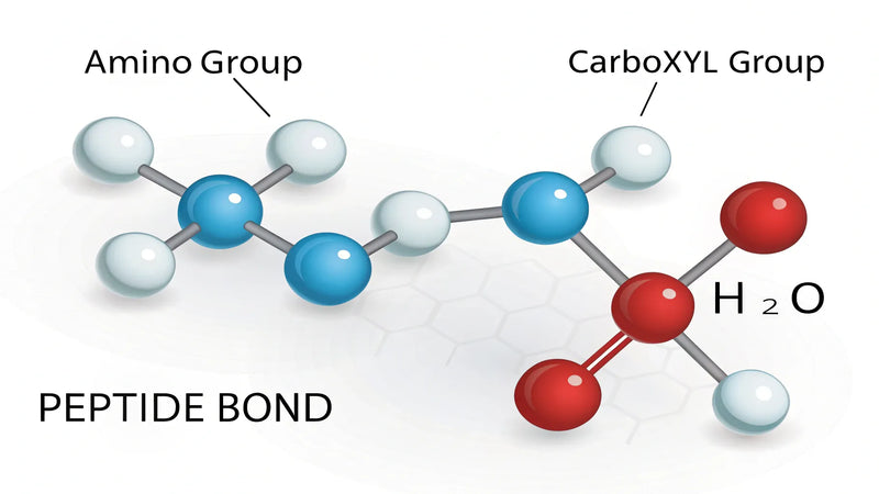 Diagram showing two amino acids forming a peptide bond (amide bond) with water released during dehydration synthesis.